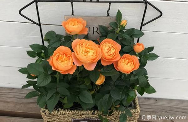 盆栽月季，選擇花盆也是一種大學(xué)問，看你是否也選的一樣(圖1)