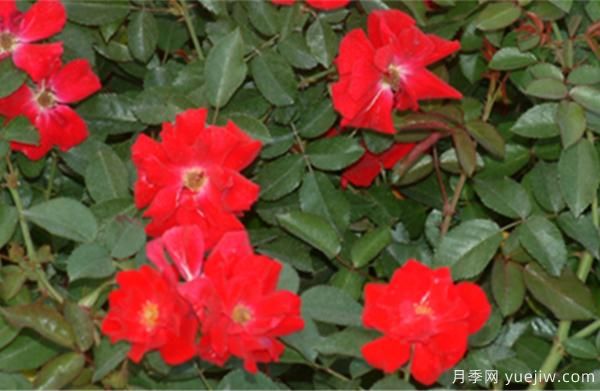 導(dǎo)致樹狀月季老化的要素有什么？(圖1)