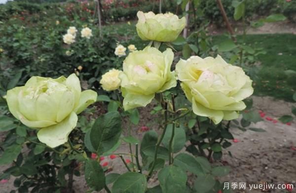 種植4公分樹狀月季可不可以用草木灰？(圖1)