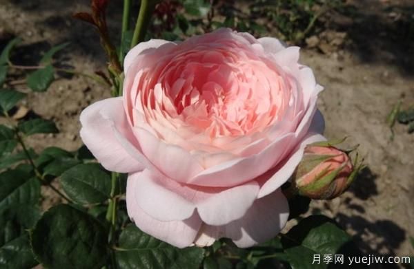 如何根據(jù)葉子的情況來判斷樹狀月季的生長狀況？(圖1)