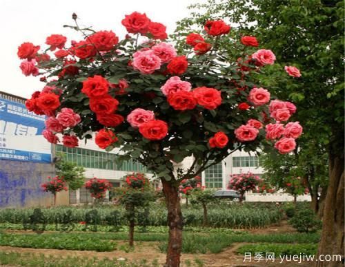 想要樹(shù)狀月季在冬天也繁花似錦不是難題，做到這些就可以(圖1)