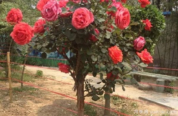 樹(shù)狀月季，是如何長(zhǎng)成一棵五顏六色的月季花樹(shù)呢(圖1)