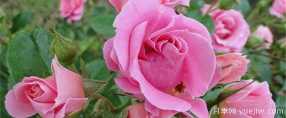 盆栽月季花，在不同時(shí)節(jié)，養(yǎng)育有什么注意點(diǎn)？(圖1)