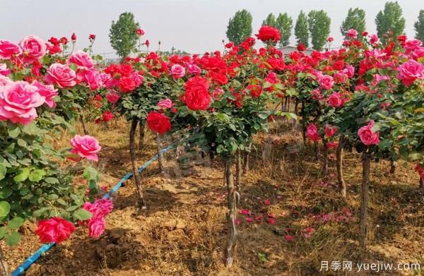 南北地區(qū)栽種樹狀月季應(yīng)該注意哪些？(圖1)