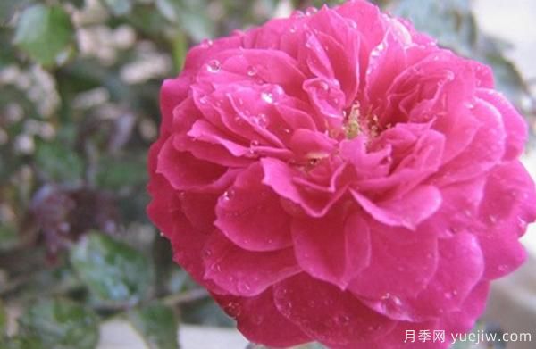 花樣苗木講述，光照對月季花花期有什么影響呢？(圖1)