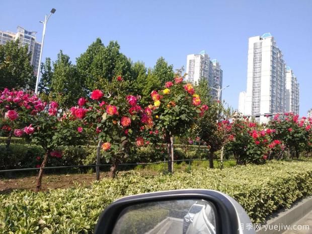 天快熱了，粉色樹狀月季的盆栽技術(shù)該如何養(yǎng)呢？(圖1)