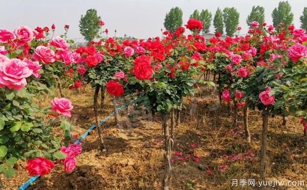 樹狀月季的養(yǎng)護、修剪以及光照養(yǎng)護小知識！(圖1)