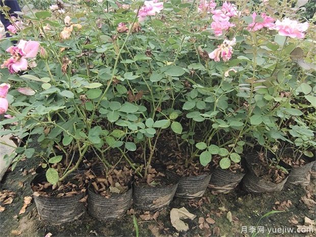 盆栽月季在栽植過程中如何處理呢？(圖1)