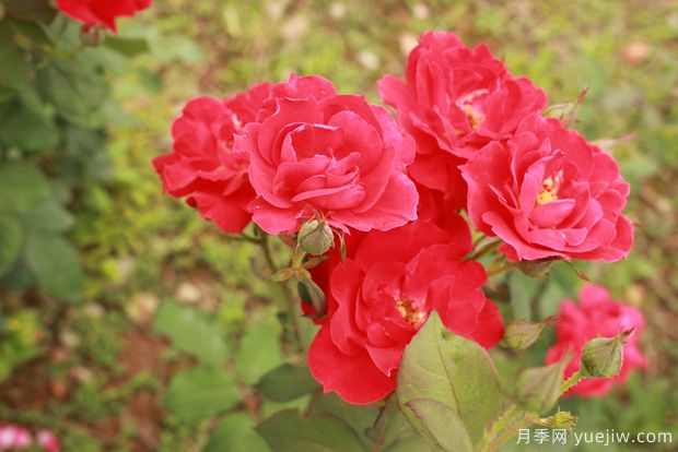 山東大花月季成長(zhǎng)期的正確施肥技巧！(圖1)