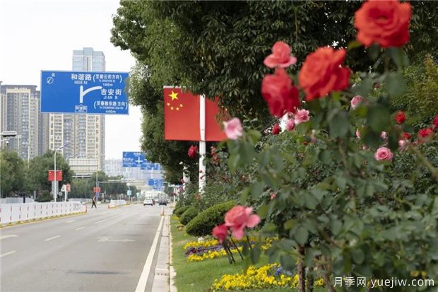 昆明上千株月季俏立呈貢街頭，與您共赴COP15盛會(huì)！(圖1)