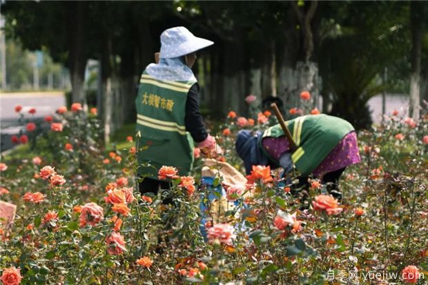 昆明上千株月季俏立呈貢街頭，與您共赴COP15盛會(huì)！(圖2)