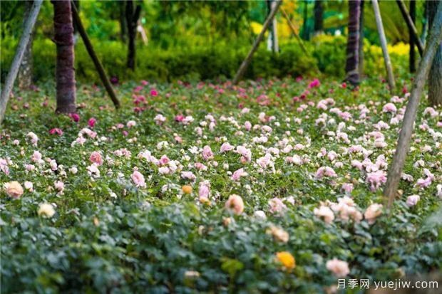 昆明上千株月季俏立呈貢街頭，與您共赴COP15盛會(huì)！(圖4)