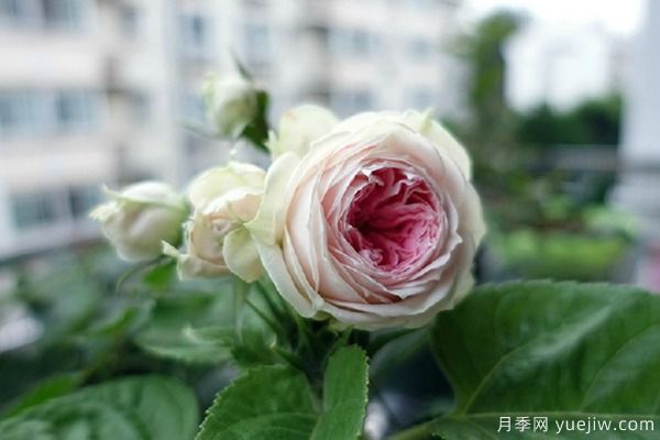 推薦6種月季非常好養(yǎng)，抗病能力超強(qiáng)(圖4)