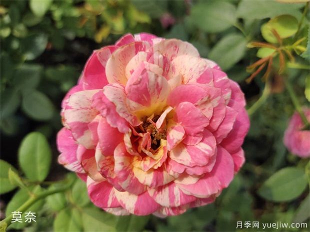 推薦6種月季非常好養(yǎng)，抗病能力超強(qiáng)(圖1)