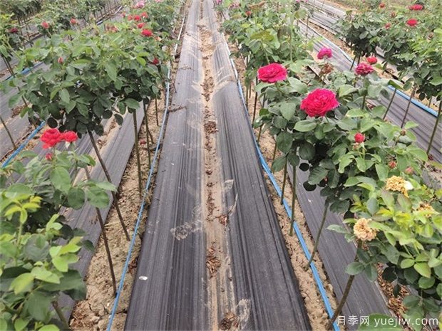 種植業(yè)是什么？國(guó)家扶持的種植業(yè)項(xiàng)目有哪些？(圖1)
