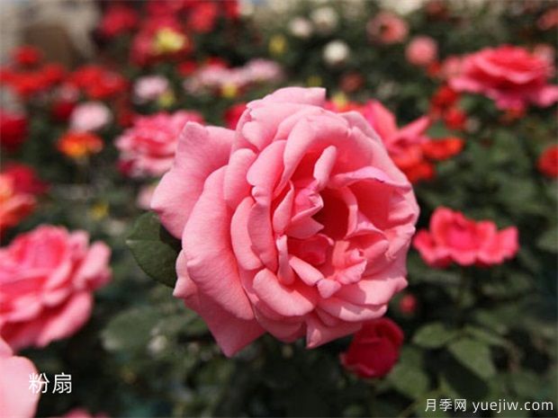 陽(yáng)臺(tái)盆花的澆水時(shí)間與方法分享(圖1)