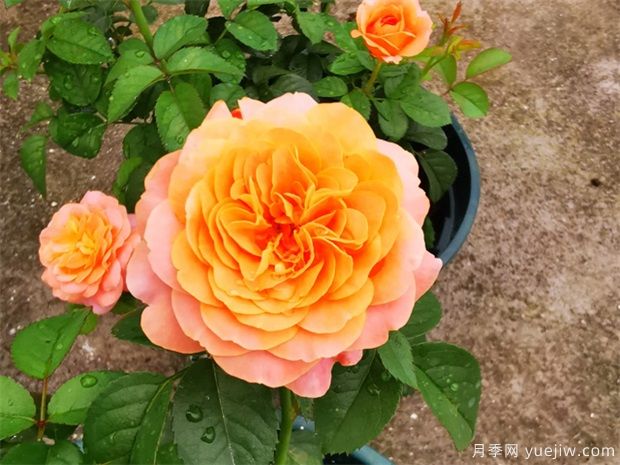 月季花上盆、翻盆與換盆方法(圖1)