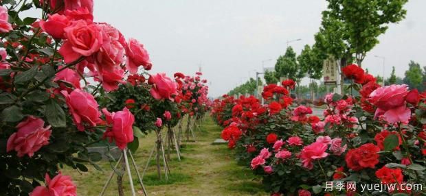 秋季樹(shù)狀月季基地種植和養(yǎng)護(hù)介紹(圖1)