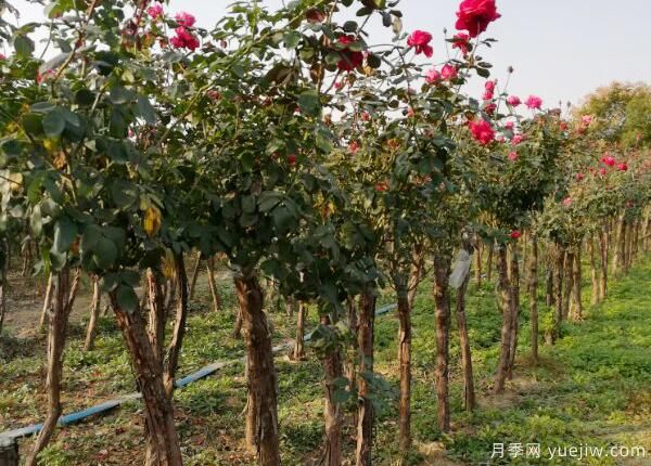 怎樣提高月季花的抵抗力？(圖1)