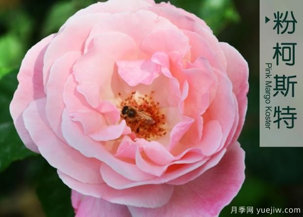 月季花牙簽苗怎么養(yǎng)？(圖1)