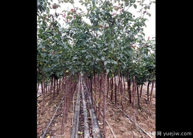怎樣用淘米水澆月季花？(圖1)