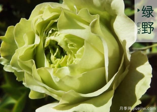 氣調(diào)法維護(hù)樹(shù)狀月季的要點(diǎn)(圖1)