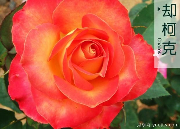 增強樹狀月季耐貯性技術(圖1)