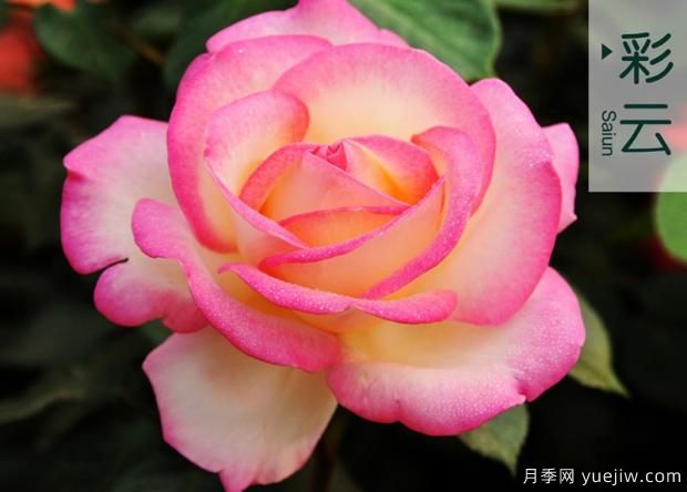 培育幼齡期月季需要注意哪些方面？(圖1)