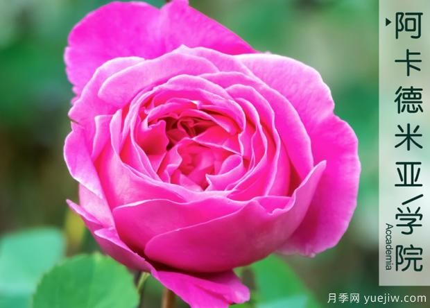 如何防治月季霉心???(圖1) 如何防治月季霉心???(圖1)