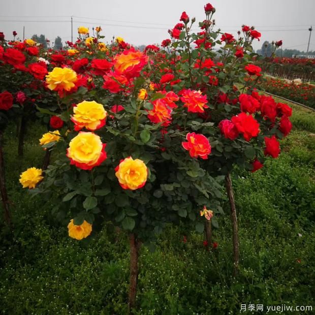為什么市場(chǎng)上的月季品種五花八門價(jià)格也高低不一？(圖1)