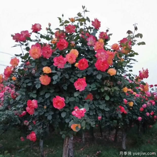 垂頭的月季花朵是品種決定的嗎？快來看看真想把(圖1)