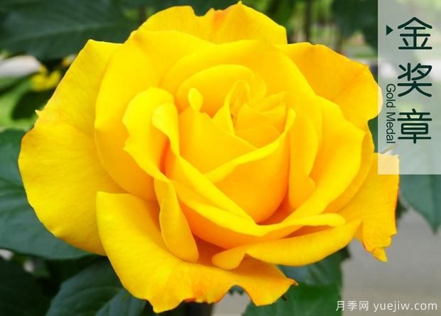 有沒有辦法能有效幫助月季免遭紅蜘蛛毒手呢？(圖1)