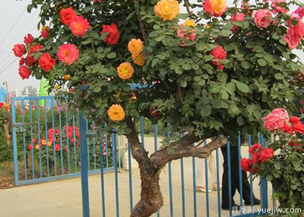 適合在庭院養(yǎng)的植物你知道嗎？(圖2)