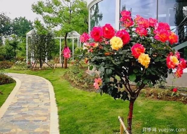 嫁接樹狀月季？4種常見的適合做月季樹的砧木(圖1)