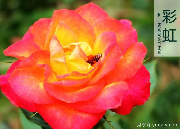 月季花的花期怎么護理？(圖1)