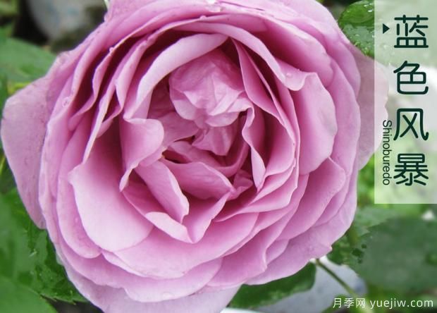 藤本月季在更新時(shí)應(yīng)如何保護(hù)芽？(圖1)