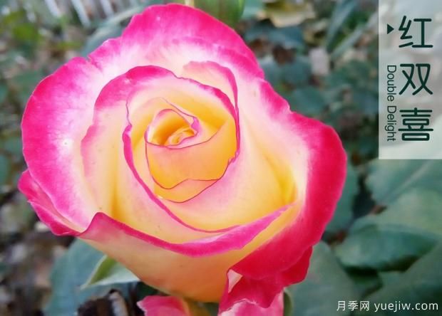 合理使用化學(xué)藥劑 種好月季花(圖1)