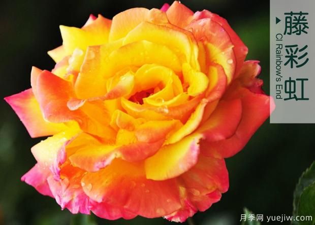 微型大花月季點(diǎn)綴陽(yáng)臺(tái)有這幾種！(圖1)