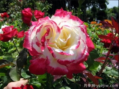 養(yǎng)花小白如何變大神？不可錯(cuò)失的月季種植入門攻略（光照篇）(圖1)