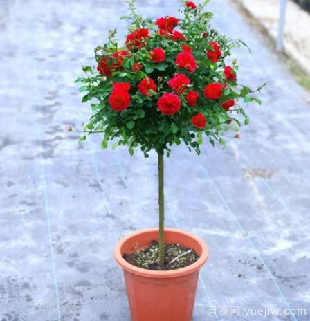 養(yǎng)花小白如何變大神？不可錯(cuò)失的月季種植入門攻略（光照篇）(圖2)
