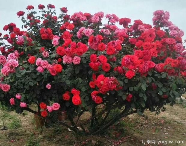 月季界的新寵——樹狀月季，好養(yǎng)又好看！(圖3)