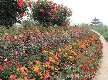 大花月季育殖新竅門??！(圖1)