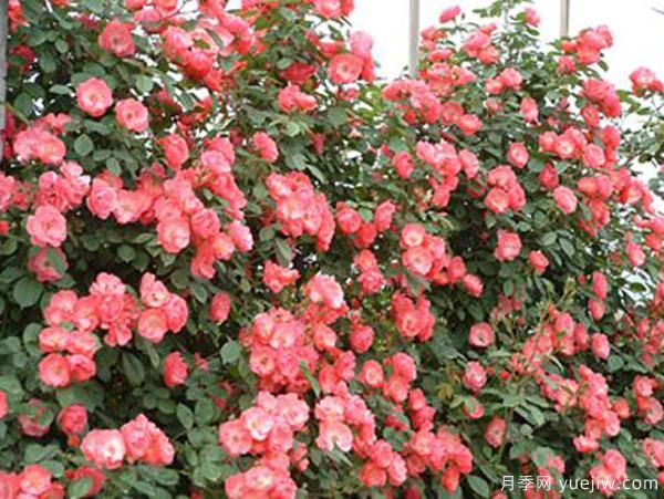 夏季也能觀賞的月季花，推薦4個(gè)耐熱月季(圖1)