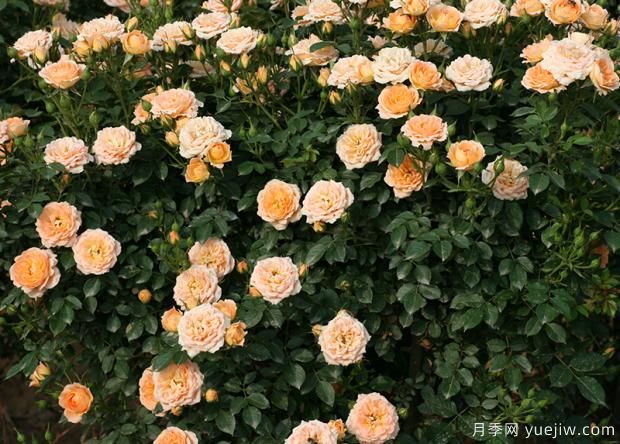 薔薇、月季、玫瑰你真的能分清它們的區(qū)別？(圖1)