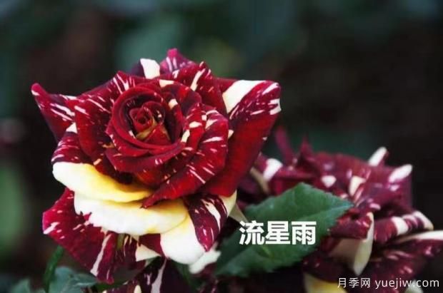 導(dǎo)致月季花黃葉常見的三個(gè)原因是什么？大花月季基地告訴你(圖1)