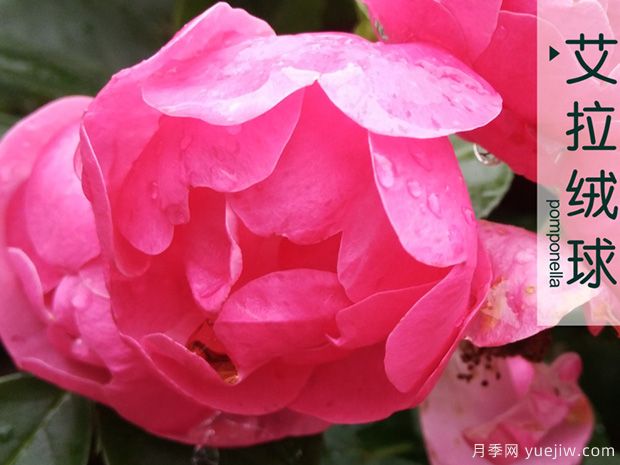 3個(gè)粉色大花濃香月季品種(圖1)