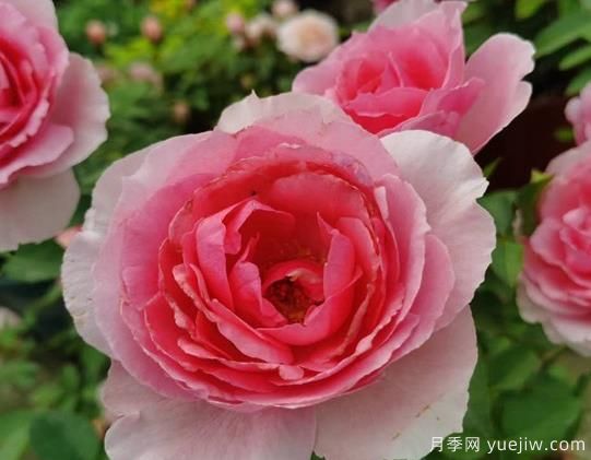 旋轉(zhuǎn)香水月季的優(yōu)缺點(diǎn)是什么？(圖1)