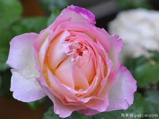 破曉月季養(yǎng)護(hù)方法有哪些？(圖1)