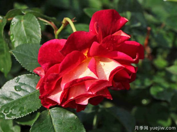 靚麗月季/可愛(ài)月季(圖3)