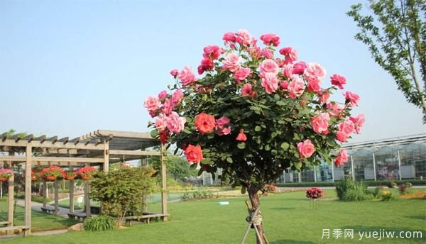 樹狀月季花苗秋天該不該修剪？(圖1)